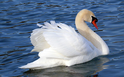 485991 (a): :1440x900